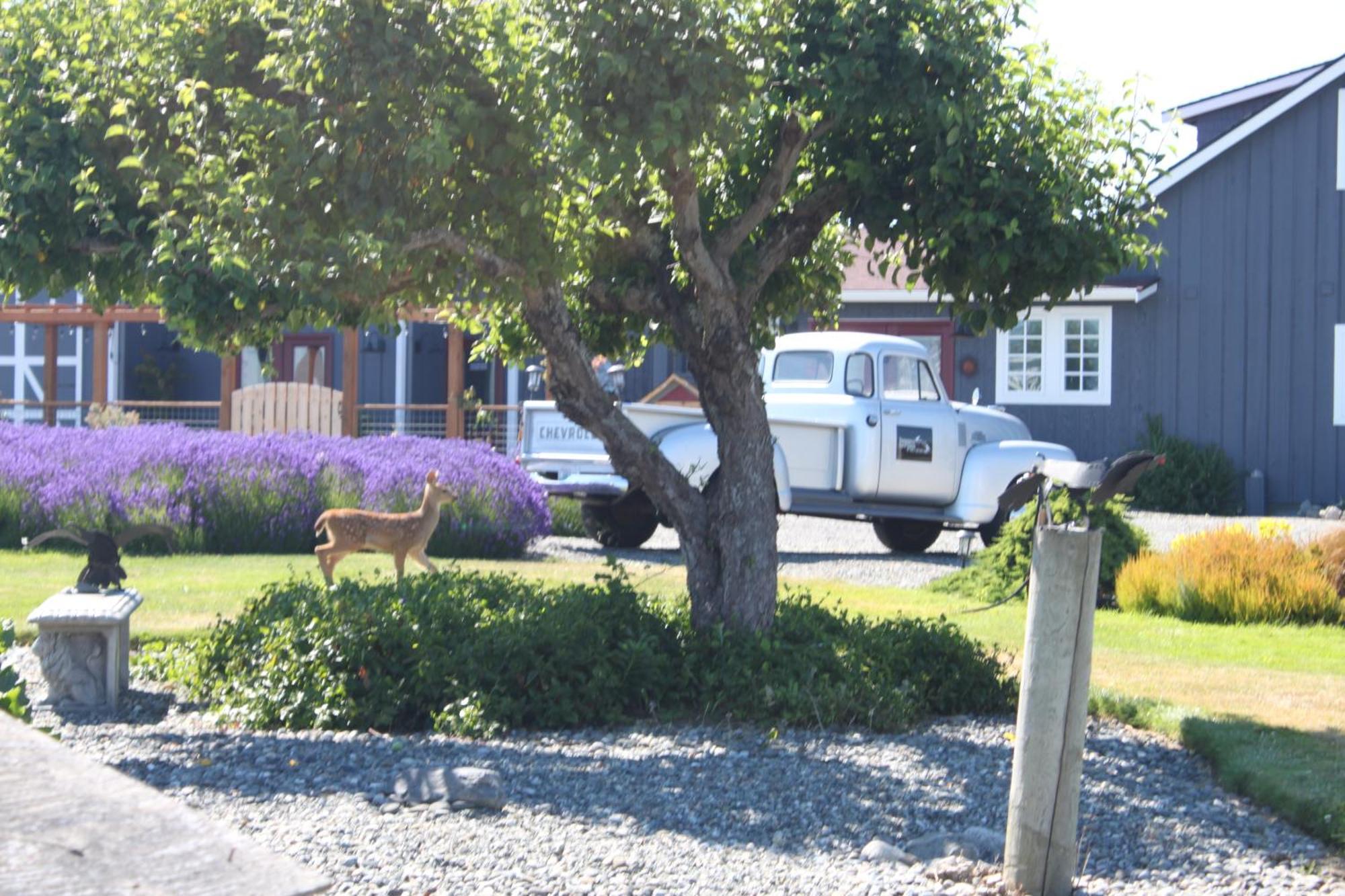 סקווים Dungeness Barn House Bed And Breakfast At Two Crows Farm מראה חיצוני תמונה