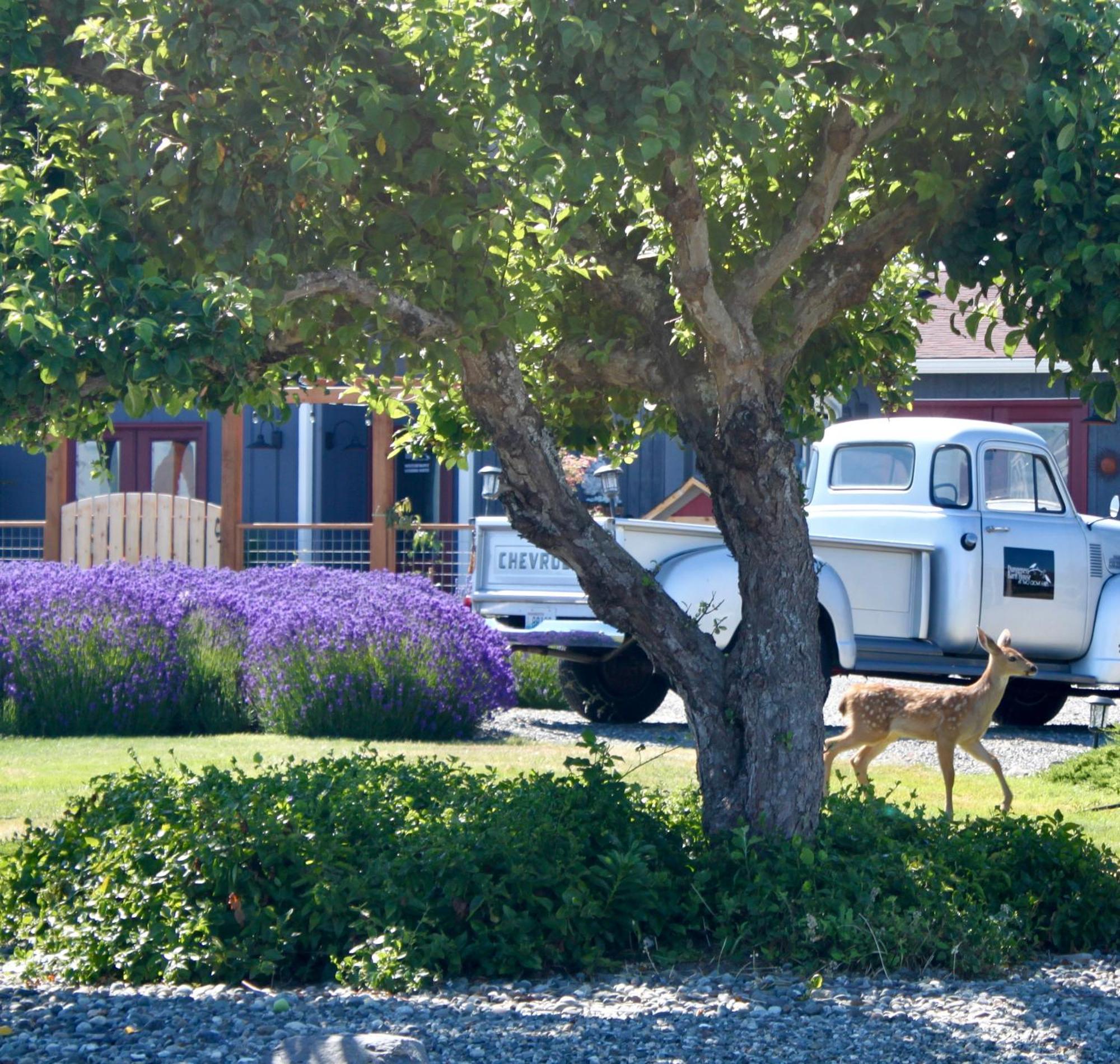 סקווים Dungeness Barn House Bed And Breakfast At Two Crows Farm מראה חיצוני תמונה