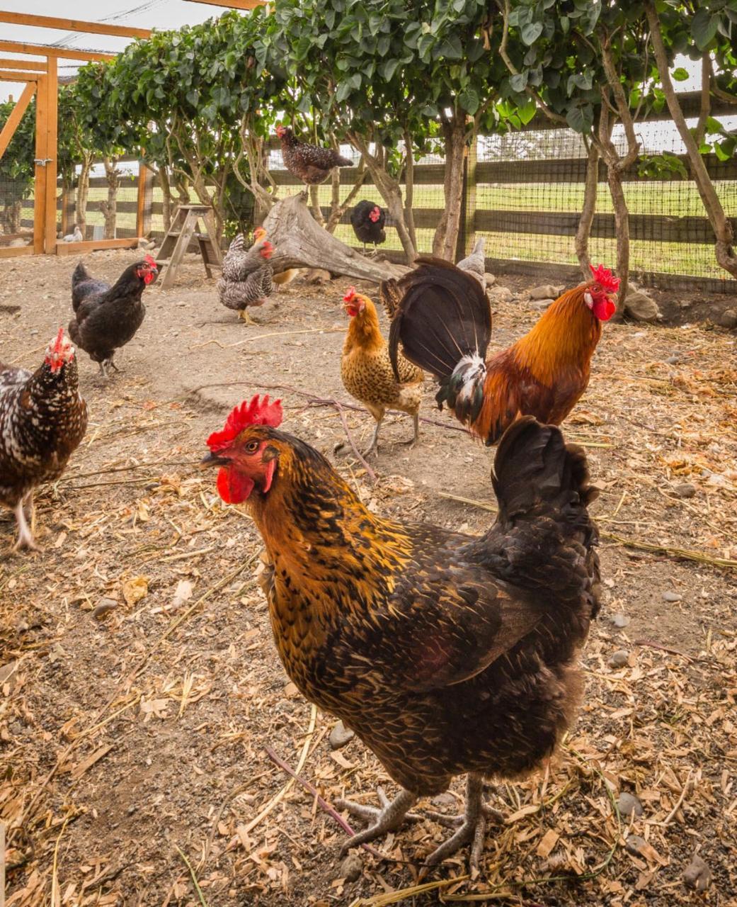 סקווים Dungeness Barn House Bed And Breakfast At Two Crows Farm מראה חיצוני תמונה